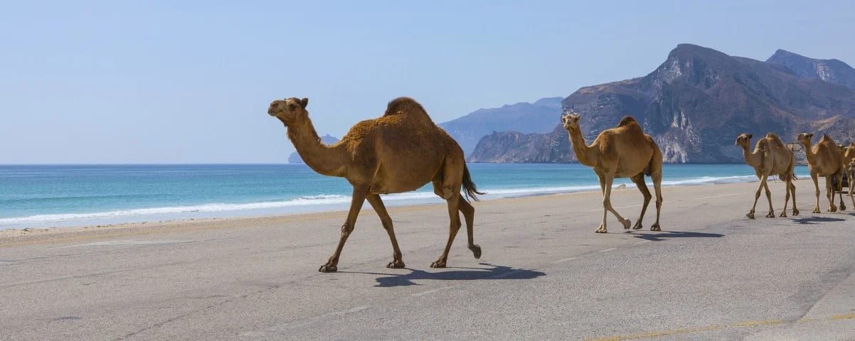 Salalah