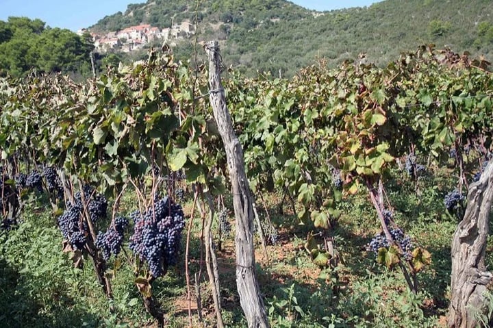 Croatian vineyards