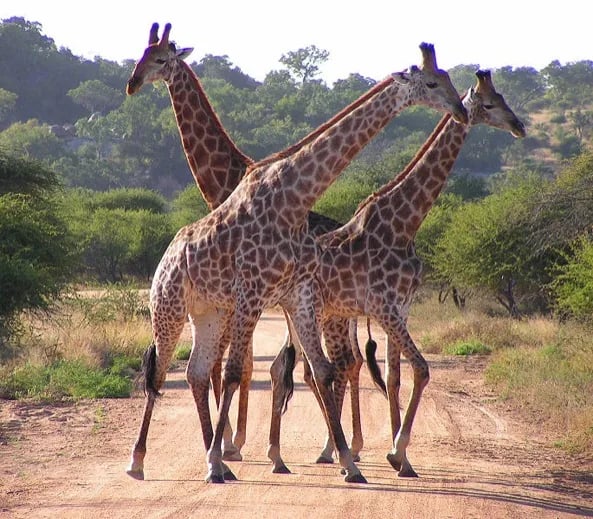 Giraffes in Kruger National Park