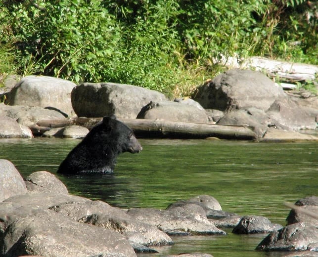 One of Vancouver Island's many black bears
