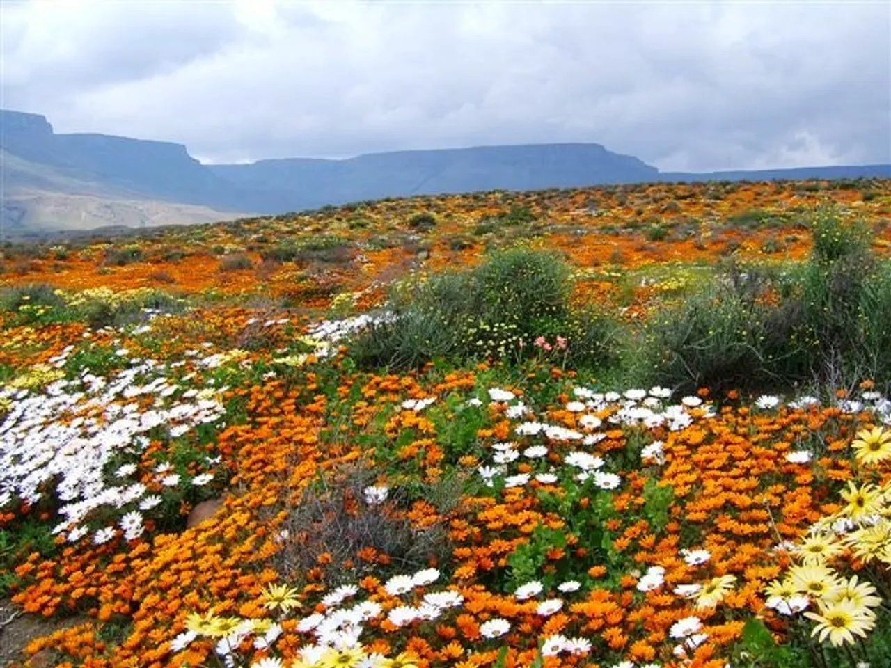 The Cape Floristic Region in full bloom