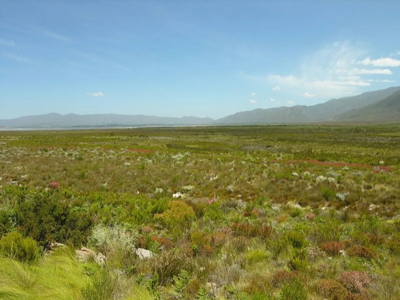 Varieties of Fynbos in the Western Cape
