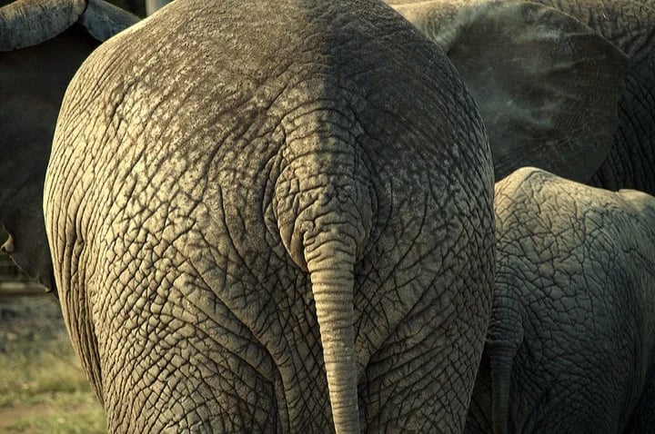 Knysna Elephants