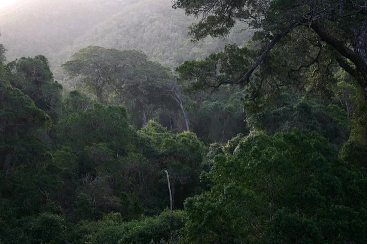 The misty Knysna Forest