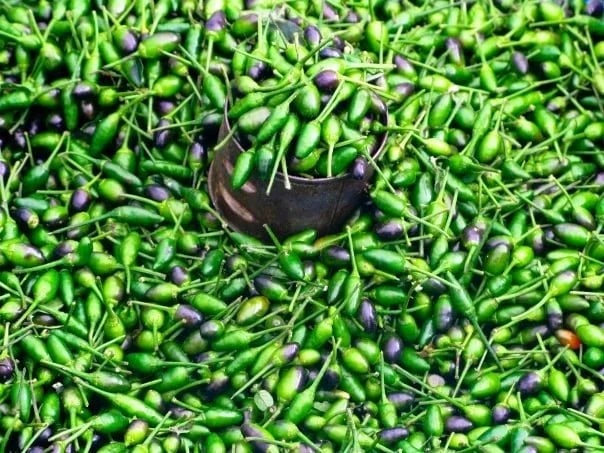 Fresh chillies at the market