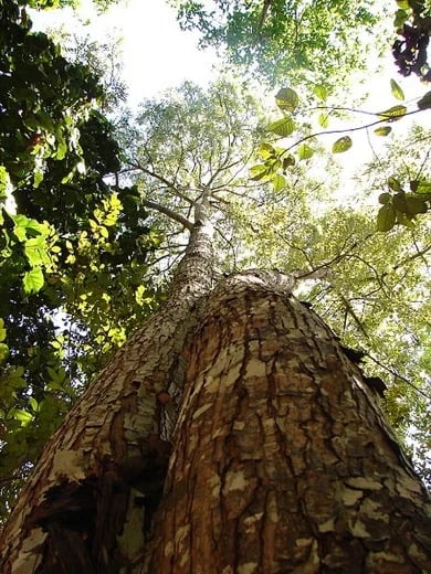 Amazon Rainforest