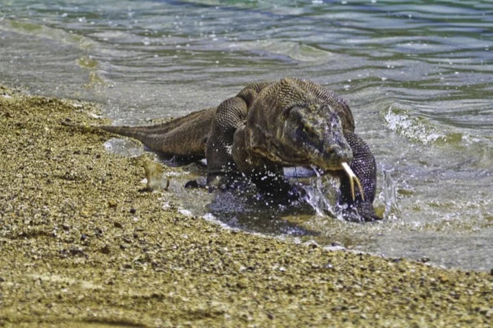 A Komodo Dragon emerges from the surf