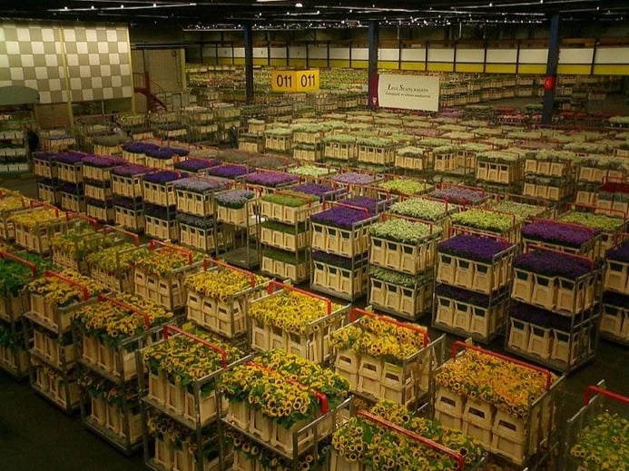 Flower auction at Aalsmeer