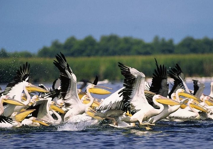 The Danube Delta