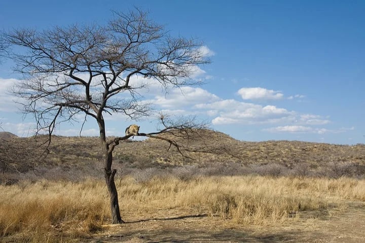 Spot the leopard!
