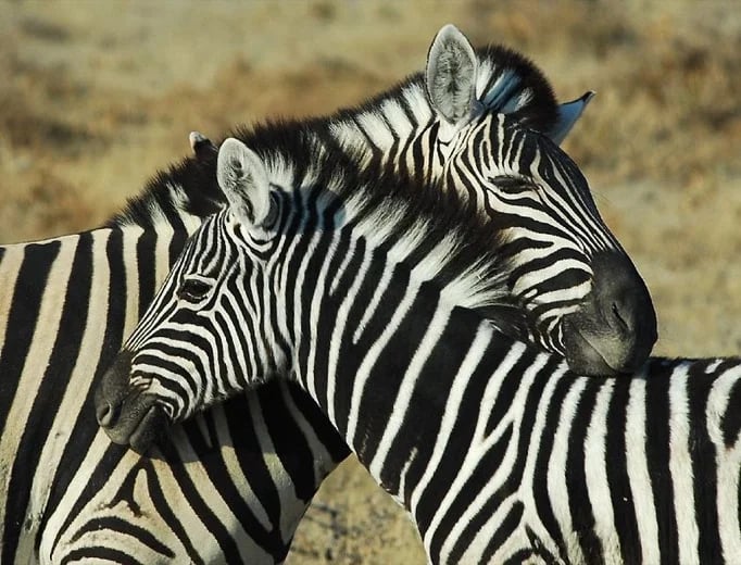 Nuzzling zebras in Namibia's Etosha national Park