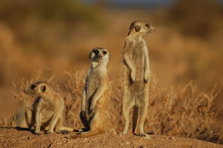 Not exactly noble - but adorable meerkats!
