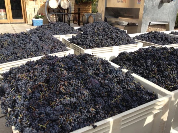 Grapes!