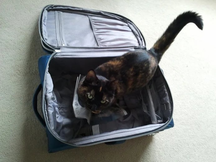 Leaving the cat behind is a good start