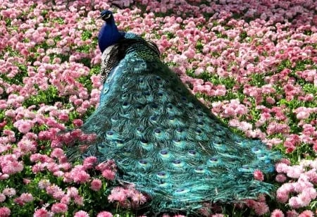 Dazzling peacocks and flowers in Victoria's Beacon Hill Park granted to the City in 1882.