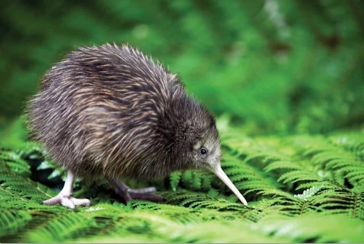 Kiwi bird