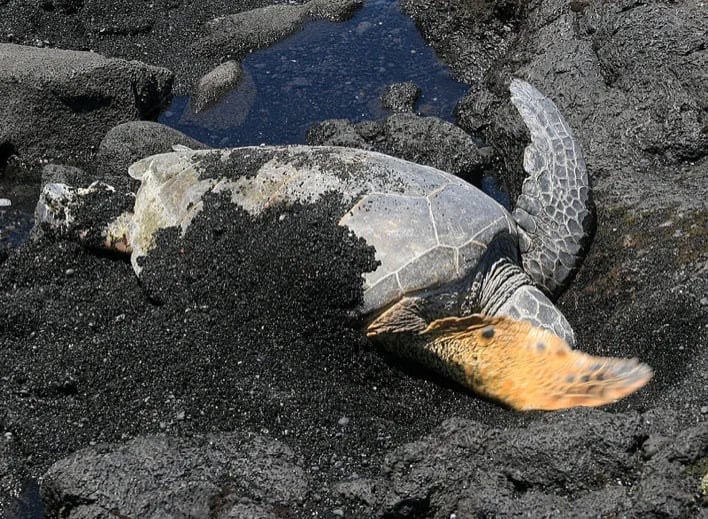Sea turtle cools off on Punalu'u Black Sand Beach