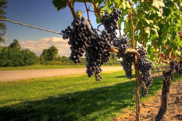 Ripe grapes grow nearby Niagara-on-the-Lake