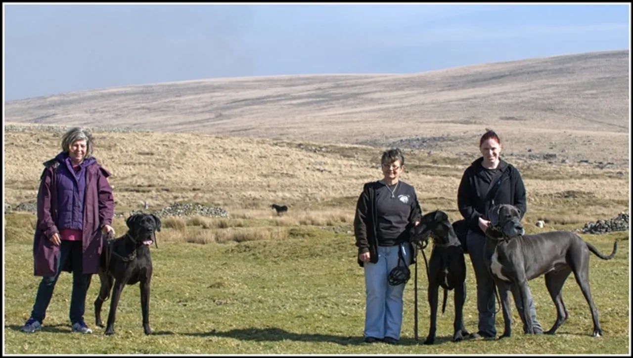 Great Danes come together