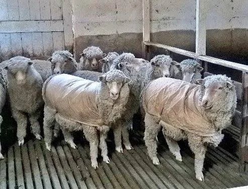 "Baaa!" say these Aussie sheep to our traveler Maureen.
