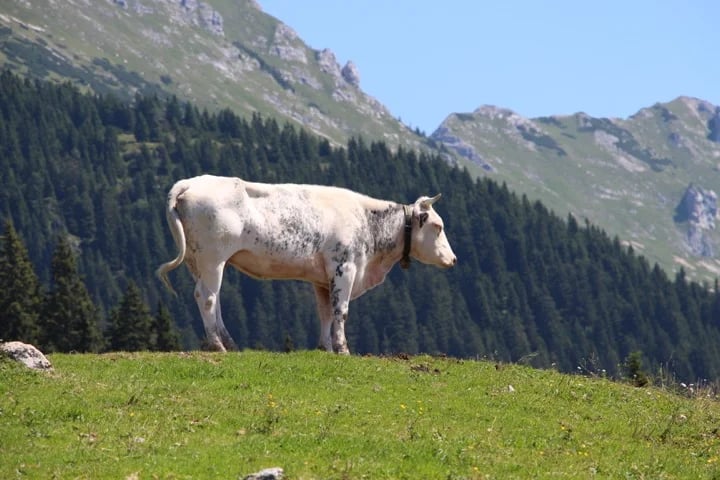 Cow in high alpine pasture