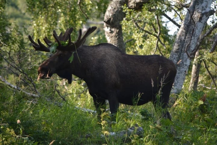 A moose spotting in Alaska