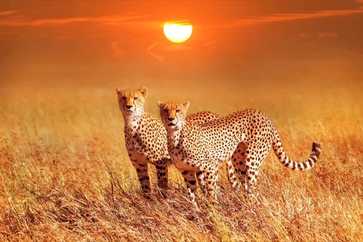 Cheetas in Serengheti National Park