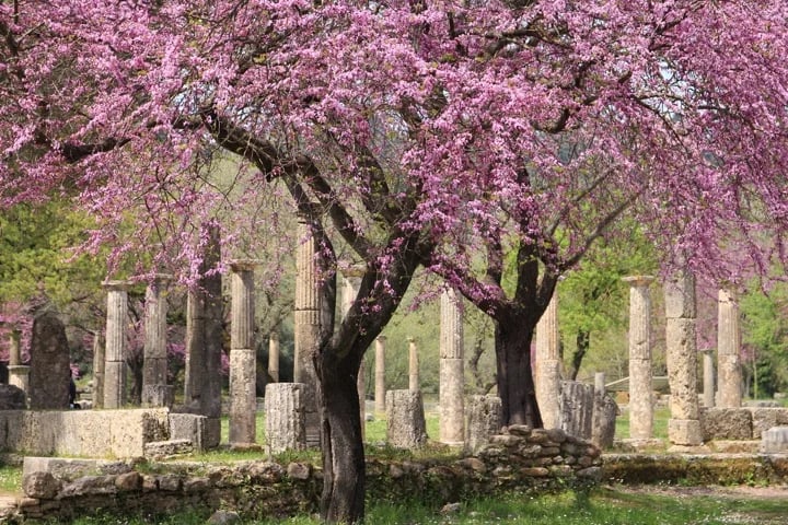 Olympia in springtime bloom