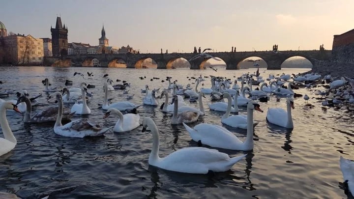 Swans on the Vltava River