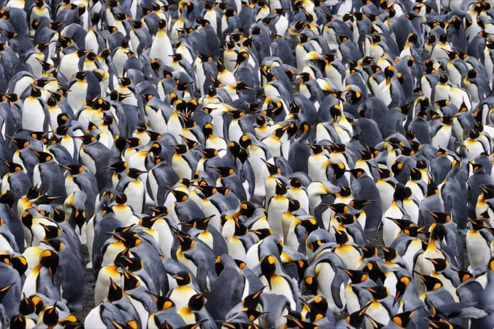 Penguins