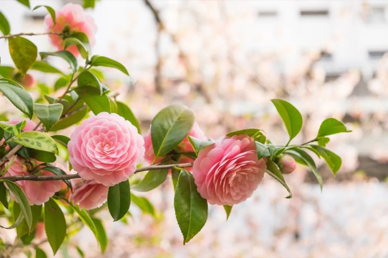 Light pink camellias