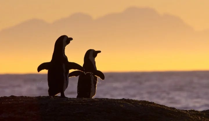 Penguins in Capetown