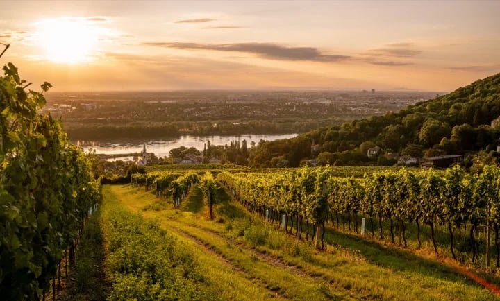 Kahlenbergerdorf winery, overlooking Vienna