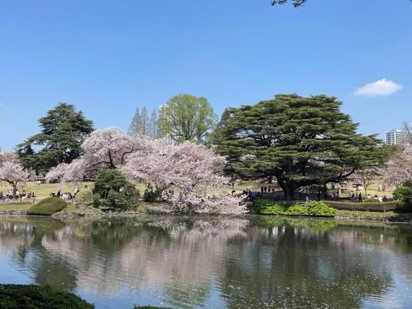 All About Cherry Blossoms - A Full Day Cherry Blossoms and Hanami Tour