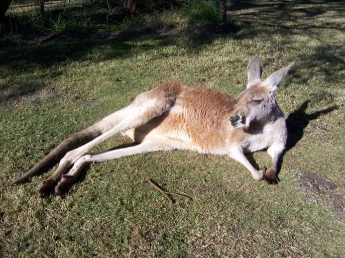 Kangaroo Resting at the Wildlife Park in Swan Valley