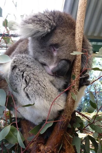 Koala Snoozing at the Wildlife Park in Swan Valley
