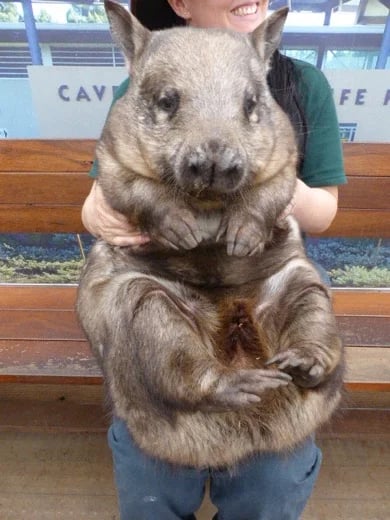 WOMBAT