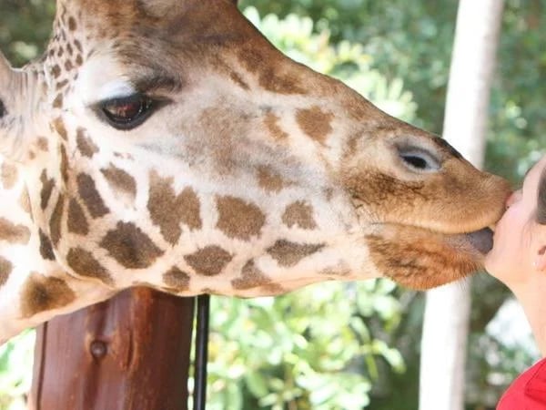 Full day tour of Nairobi City with a private guide