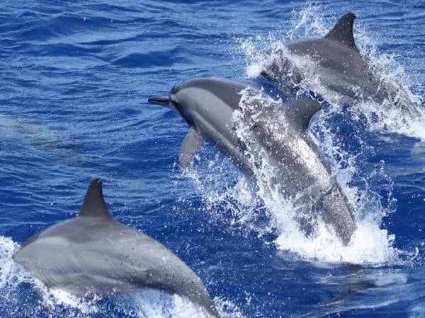 Dolphin Full Day Tour