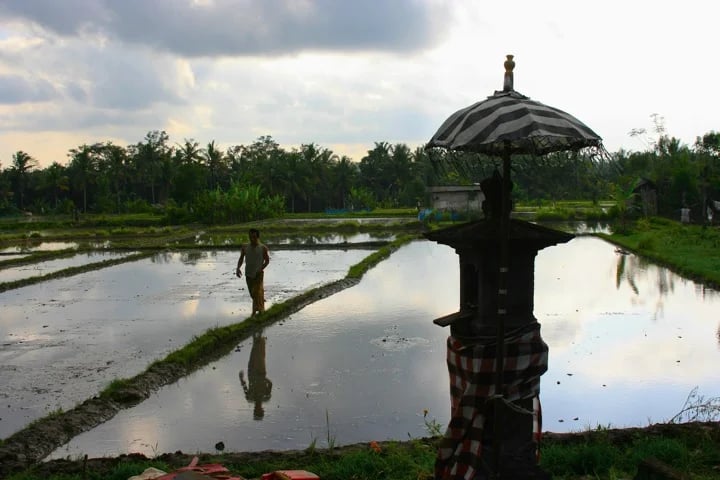 I Wayan S.'s gallery