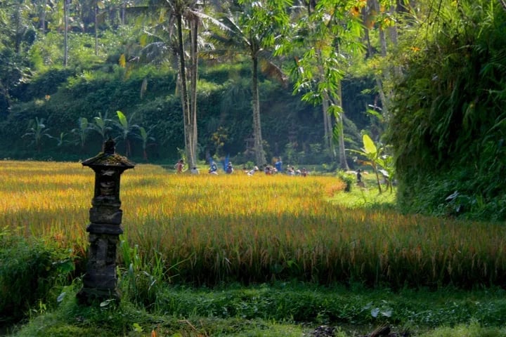 I Wayan S.'s gallery