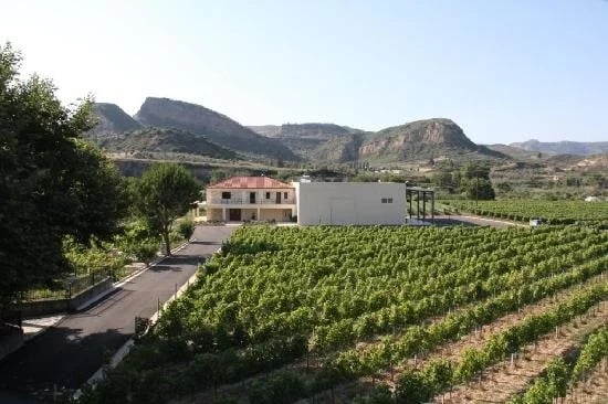 A vineyard in Olympia