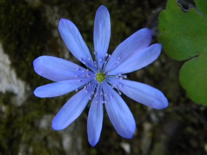 Hepatica transylvanica - Transylvanian hepatica