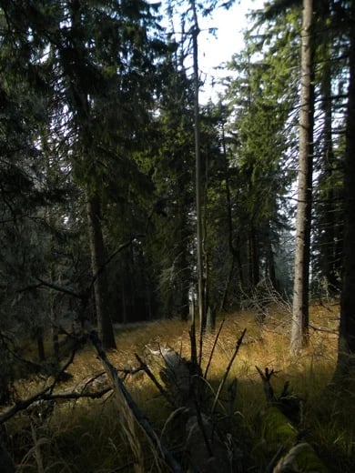 High altitude virgin spruce forest
