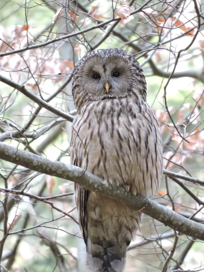 Strix uralensis - Ural owl