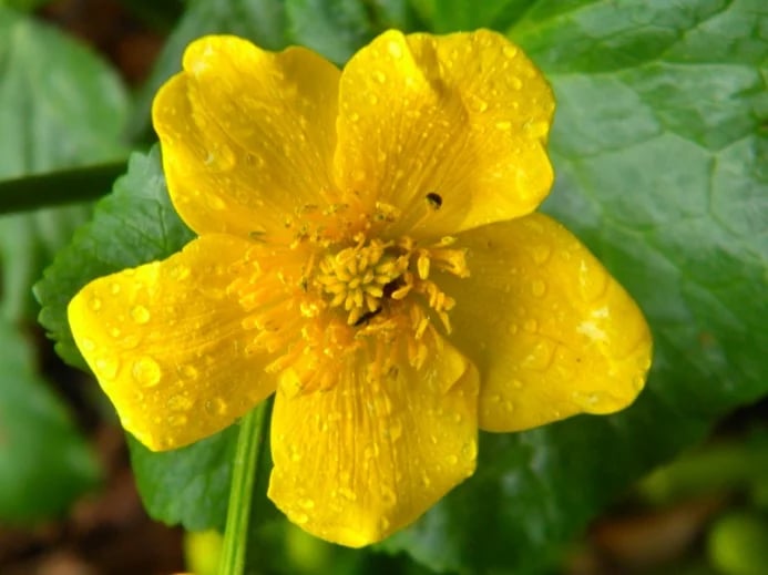 Caltha palustris - Kings cup