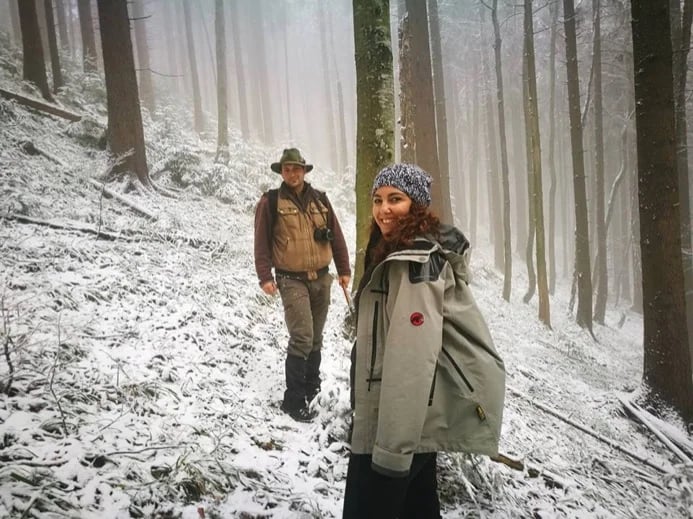 Trail on snow. Searching the three-toed-woodpecker in the woods.