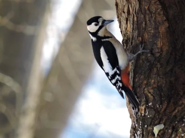 Woodpeckers and Birds