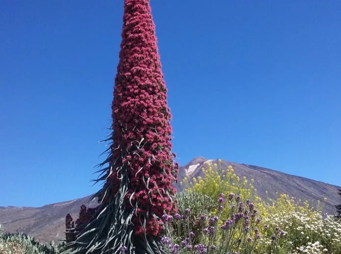 The remarkable tower of jewels, which flowers only in May and June