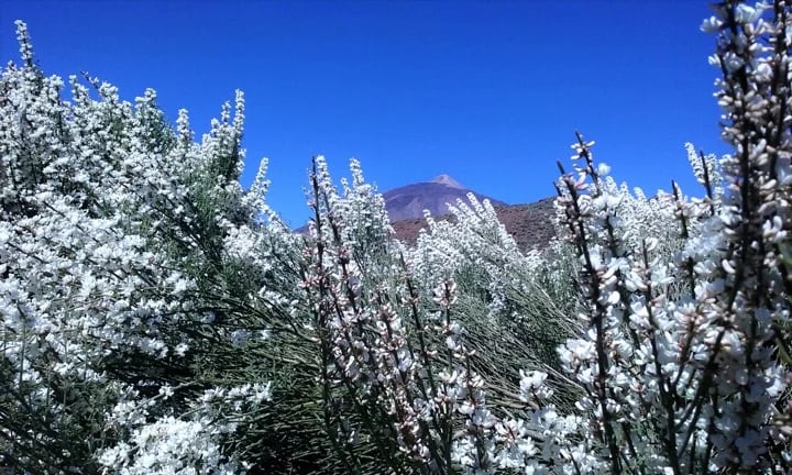 Teide broom (Retama) in flower